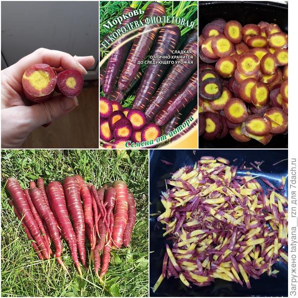 Морковь Королева фиолетовая F1. Описание сорта, опыт выращивания, фото