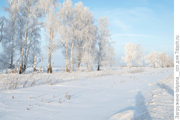 Березы в серебре