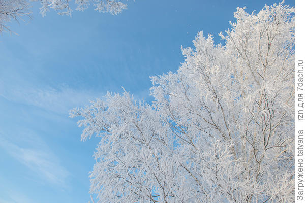 Верхушки деревьев