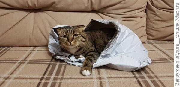 Очень любит пакеты и коробки