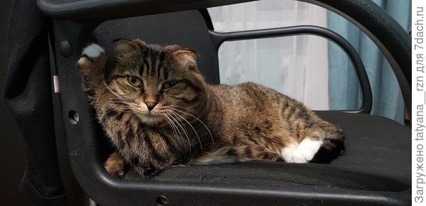 На кресле, любимое место