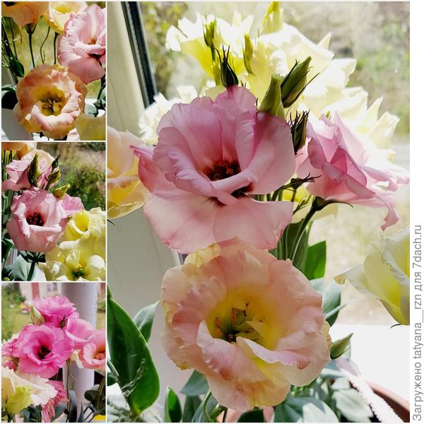 Любоваться эустомой можно бесконечно. Основное цветение в августе, при посеве в феврале.