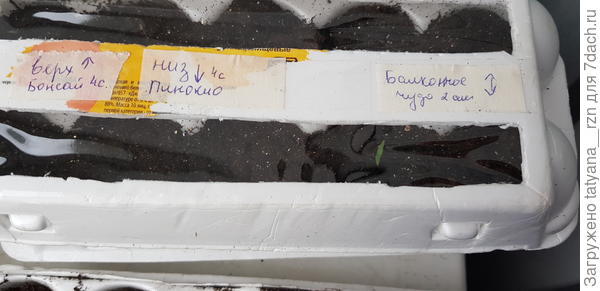 А наблюдая за ними, сразу же можно увидеть, как всходят и не мешает ли крышка.