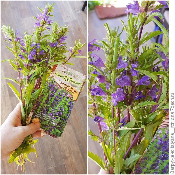 Змееголовник