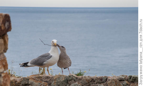 Обустраивают свой дом...