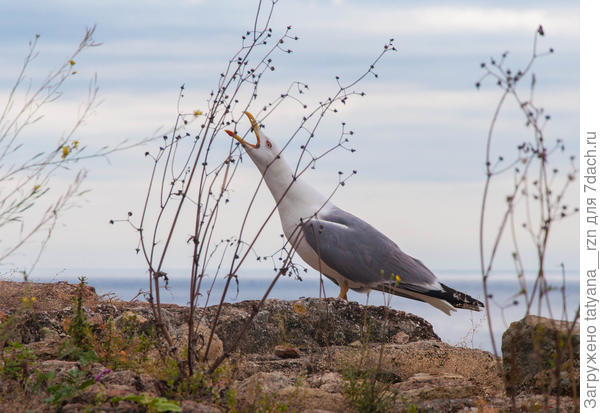 Или просто гонит прочь