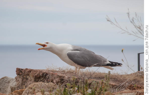 Вызывает на бой