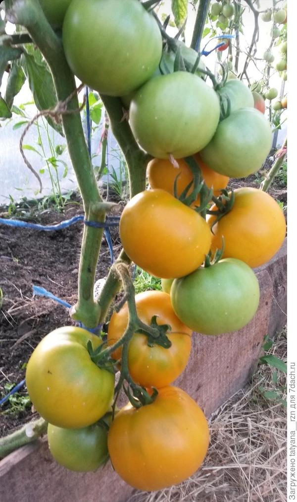 А это Марина, пока нашла только такое фото из теплицы.