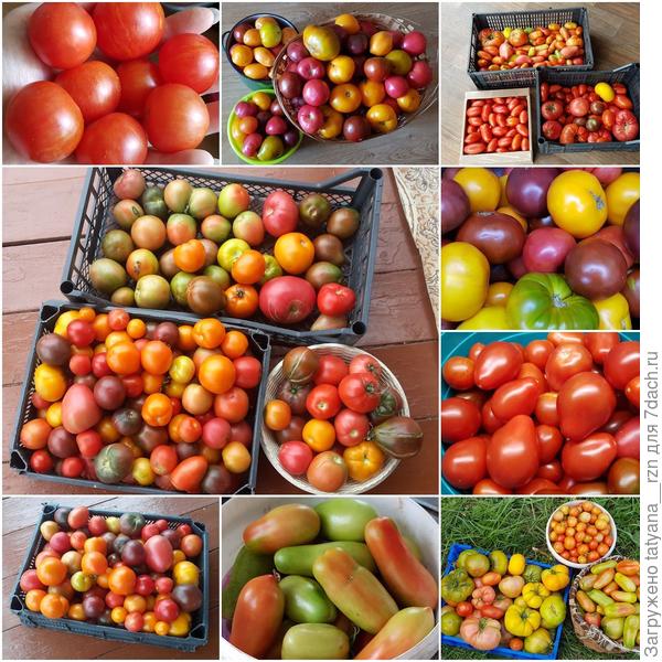 Многообразие томатов в природе.