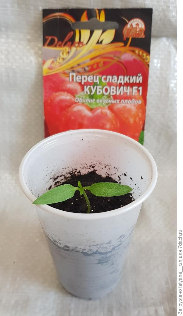 Первые настоящие листики появились 27 марта.