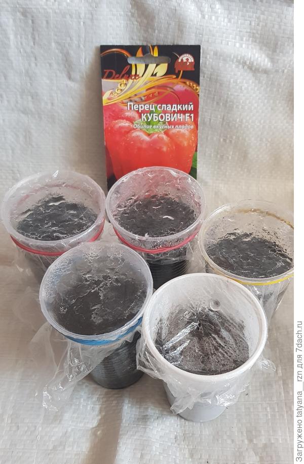 Каждое семечко в своем стаканчике