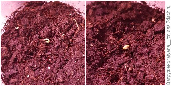 Вот он, долгожданный росток