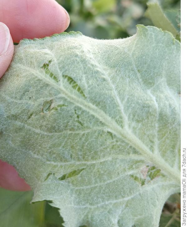 Это попытка распрямить лист