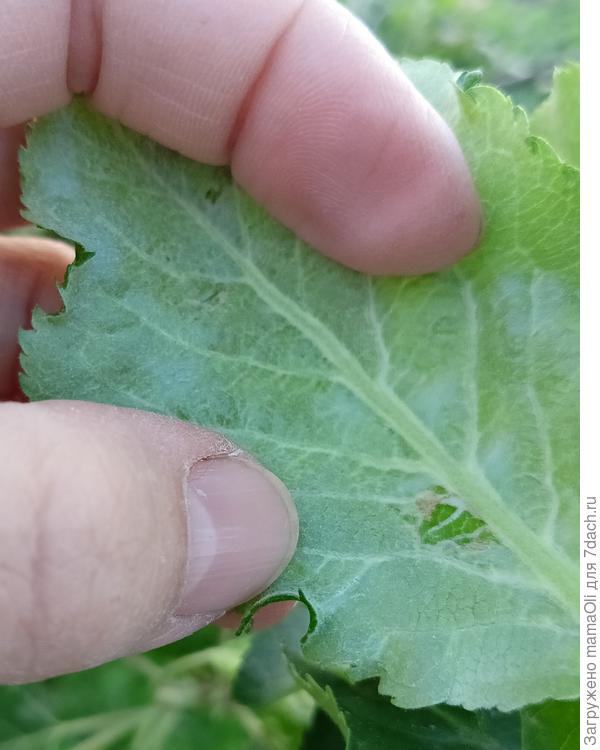 Повреждения