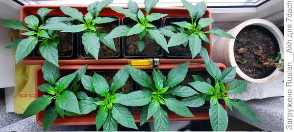 Так сейчас выглядят перцы , что я высаживал  в статейке . Растут лопухи .