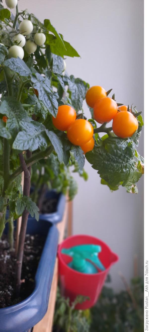 Это монетка .в 10 литровом ящике 4 куста ( 2г. назад)