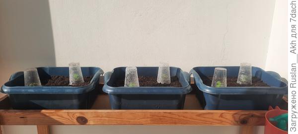 А это уже сегодня , решил по 2 куста на ящик пока что .