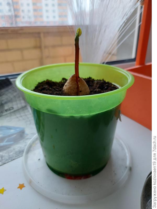 Он ростет хорошо , и ещё один корень появился