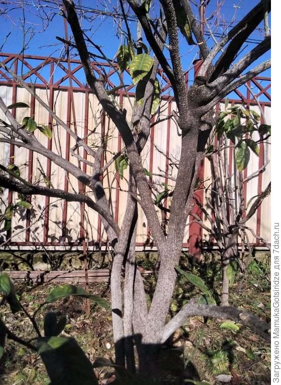 Мандариновое дерево