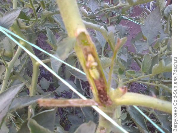 Гусеница наверно