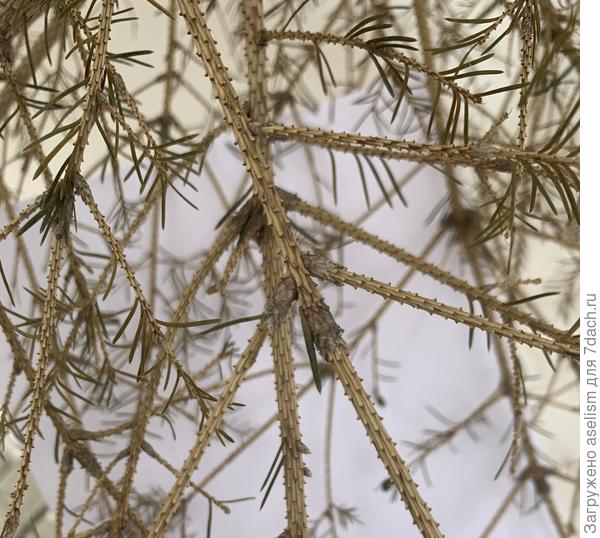 Пораженные побеги