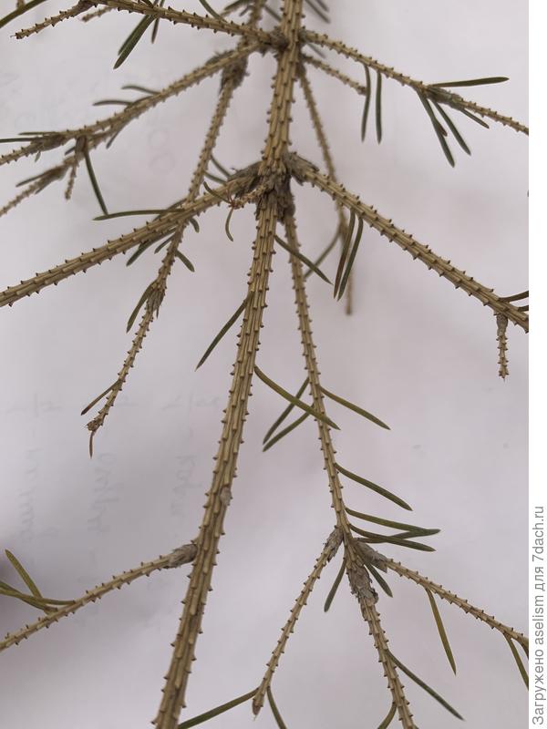 Поражённые побеги