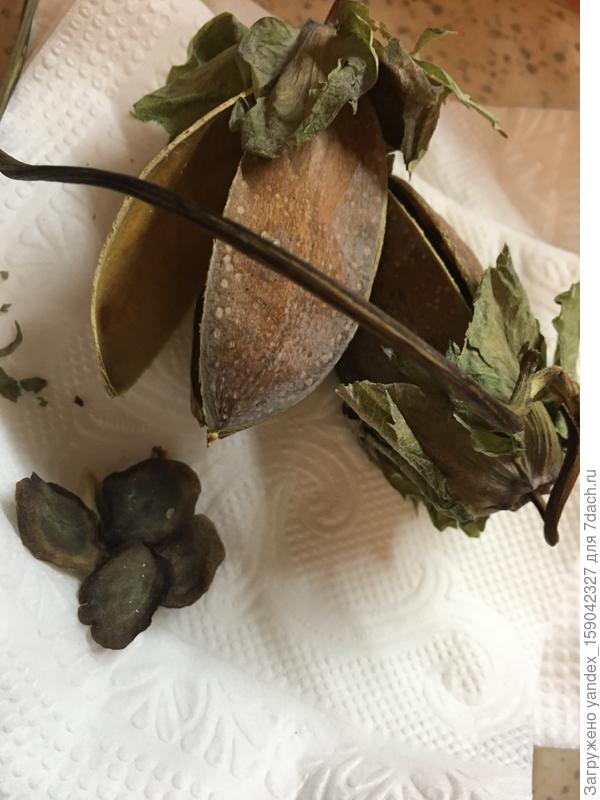 Семена с одной коробочки прорасти,  с другой пока молчат