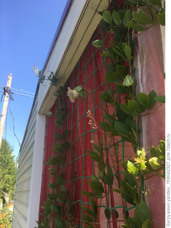 Сегодня распустился первый цветок кобеи из своих семян. Сажала в большой горшок( строительное ведро) одно растение, больше для интереса.