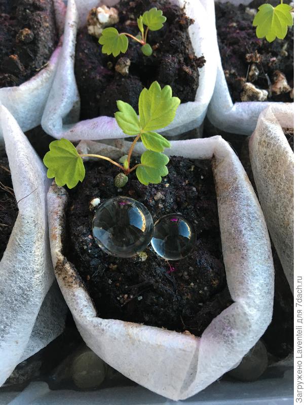 Гель лежит между мешочками или/и под ними