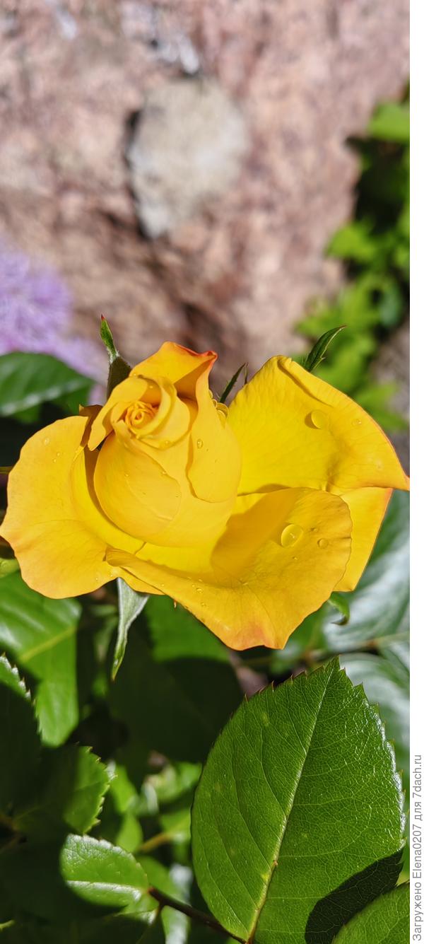 Роза и капельки.