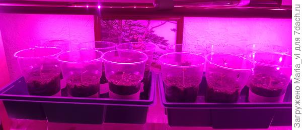 Дружно выпрямляют листочки