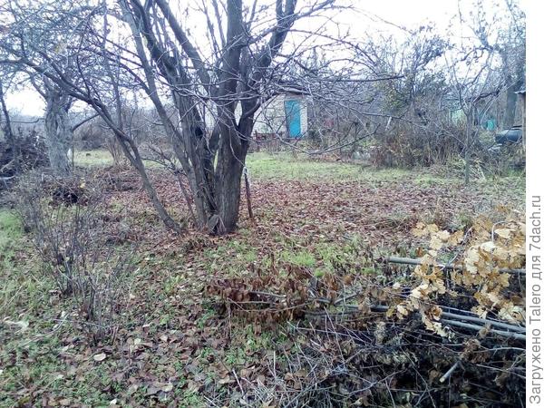 Сливая и яблоня осенью. Это уже ноябрь, тот этап, когда стало возможным дойти пешком до любого места на участке