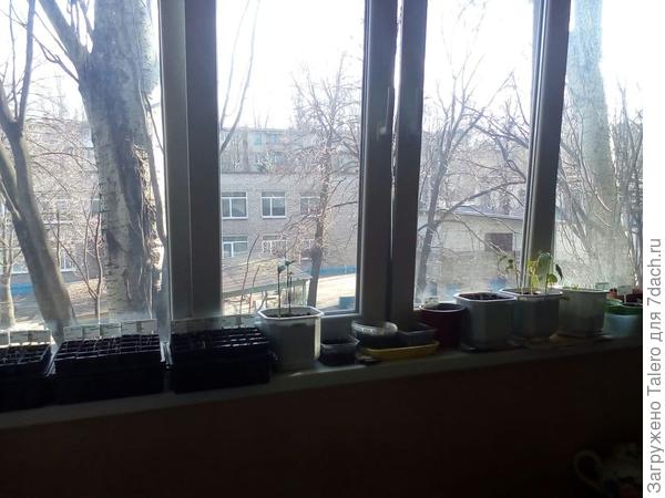 А тем временем места на балконе всё меньше! Мама, мама, что мы будем делать?