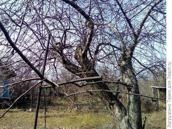 Яблоневые стволы мне чем-то напоминают бессмертное творение «Сеятель, разбрасывающий облигации Сберегательного банка». Даж не знаю, с чего тут начинать