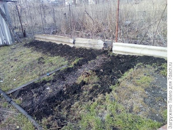 Посеяла редиску и укроп. Вроде как рановато, но сильных морозов пока не обещают, зато дождики порой поливают