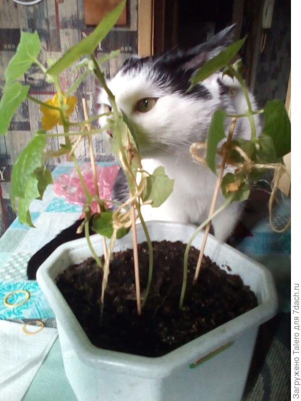 Коты тестируют балконный огурец —