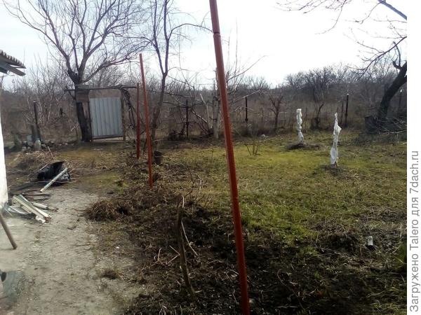 Вот этот зелёный участок, и дальше до забора, и в противоположном углу — всё покрыто этими ростками! А я туда арбузы и дыни хотела