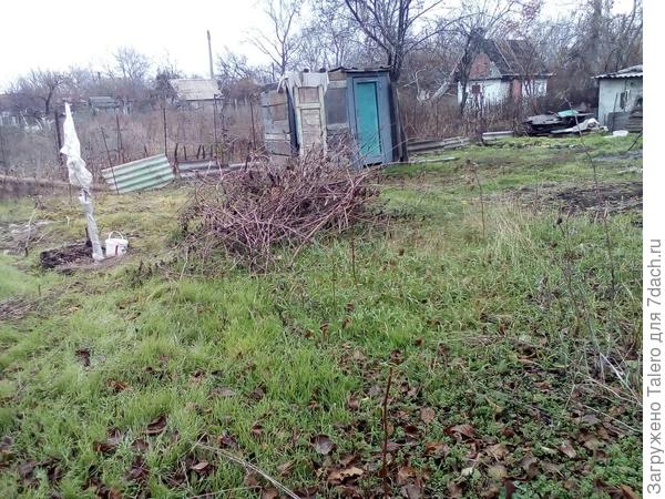 Вот эти прутики - это и есть малина! Часть пала под ножом триммера, потому что в бурьяне её и не видно было