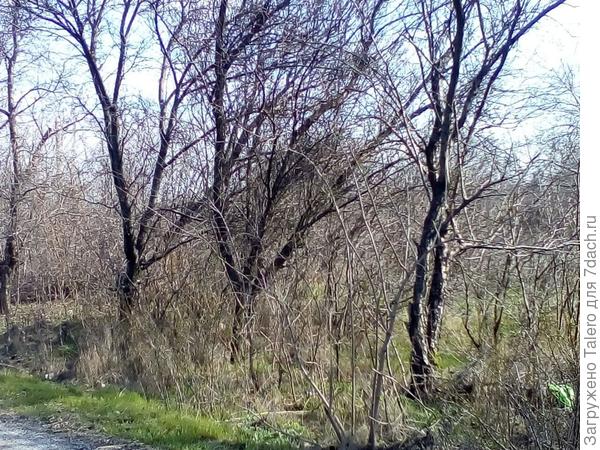 Дорога становится веселее: вместо непонятно чего и орехов вдоль неё растут ничейные абрикосы, сливы, вишни... и всё те же вездесущие орехи