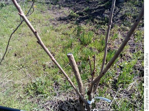 Будущая черешня! Да, надо будет в ближайшее время отогнуть ветки