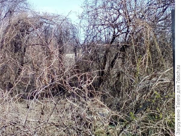 К теме хмеля: это тот самый участок, на котором посадили живую изгородь из хмеля и пропали. Рассмотреть структуру участка можно лишь сейчас, пока новые щупальца не повылезали и всё не укрыли