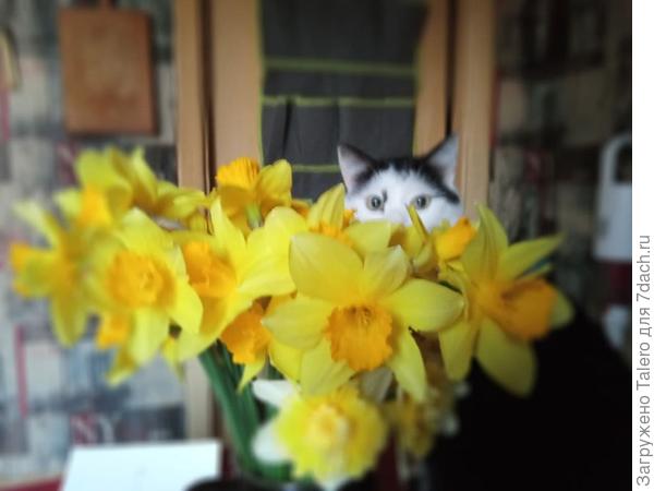 А пока коты знакомятся с моими сельскохозяйственными достижениями!