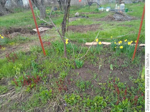 А ещё по участку в изобилии пробиваются ростки пионов, не говоря уж о прочих неопознанных травах