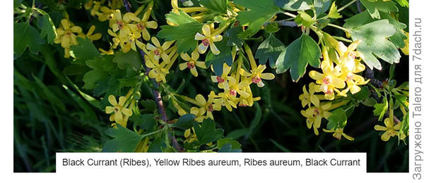 Жёлтой тоже можно))