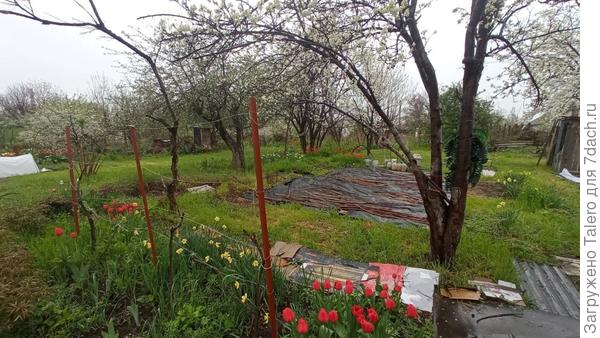 Жаль, что так и не дошли руки побелить деревья — сейчас бы вообще красота была!
