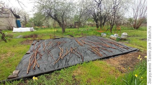 Стартовала битва за ещё один клочок земли, я даже ещё не придумала, что сюда сажать. Учитывая близость скважины, можно что-то самое водохлёбное