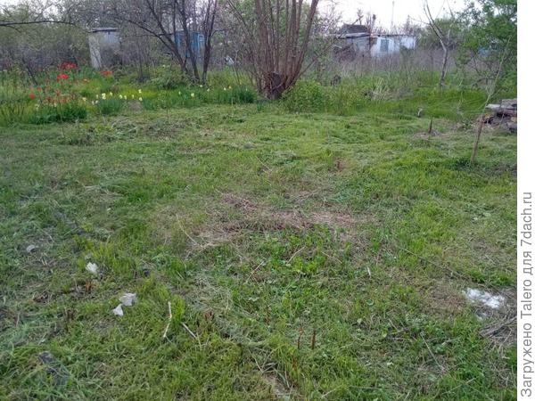 Раскопала малину из леса травы. Да, вот это — малинник, несколько палок живых, остальные пока в виде поросли. Даже не знаю, стоит ли с ними возиться