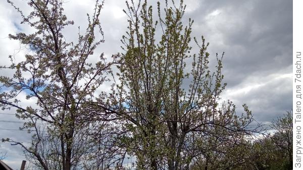 Вот такое вот неласковое небо и начавшая облетать слива на его фоне