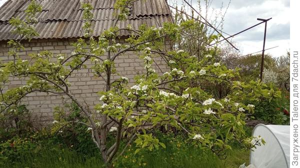 Старая груша вся в цвету