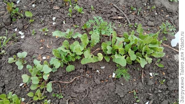 Редиска вроде как наконец взошла, но её уже кто-то и поел